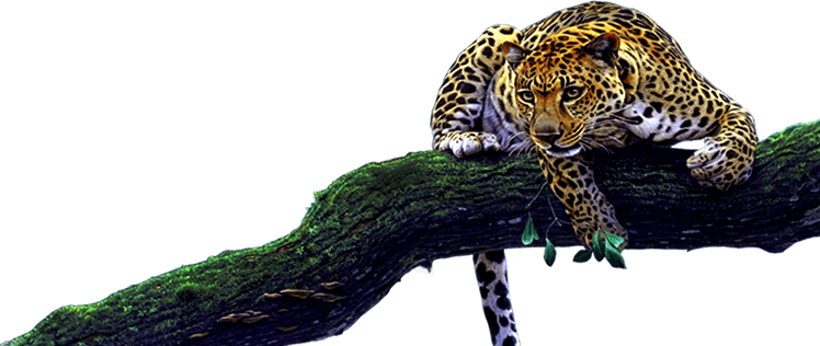 jaguar wild power